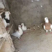 یک جفت طوقی بفروش میرسد