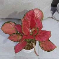 گل وگیاه آگلونما پتوس فیلندرون