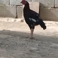 خروس