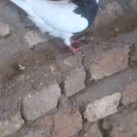 کبوتر طوقی
