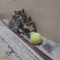 فروش بچه گربه