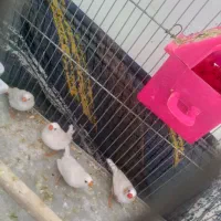 جفت فنچ