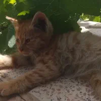 گربه|گربه|صفادشت, |دیوار