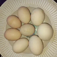 تخم نطفه دار مرغ اَیام سمانی