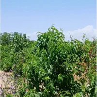 باغ تکمیل.چهاردیواری.زمین کشاورزی،پیله وران،برکان