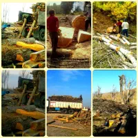 خرید وفروش درخت وچوب کهنه