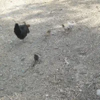 مرغ و جوجه