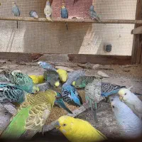 مرغ عشق