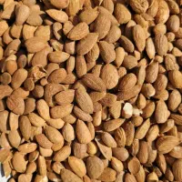 مغز بادام درختی افغانی