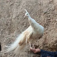 طاووس نژاد آمریکایی