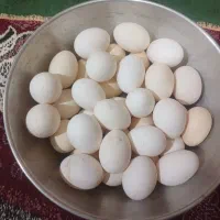 تخم مرغ