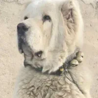 آلابای نر اصیل