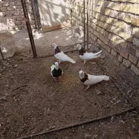 ۳ تا ماده طوقی مفت