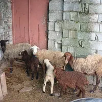 سه راس س وره مار گوسفند
