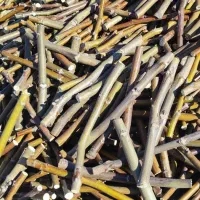 قلمه گردو پیوندی