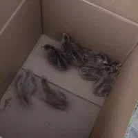 جوجه مرغ شاخدار