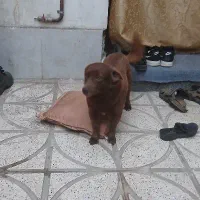 سگ‌پاکوتا خیلی زرنگ