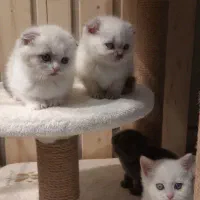 گربه اسکاتیش و بیریتیش