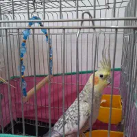 عروس هلندی مولد