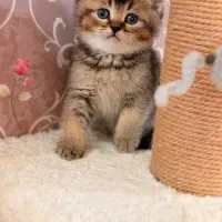 گربه بریتیش