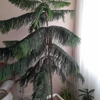 فروش کاج مطبق شاداب