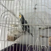 عروس هلندی