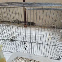 قفس پرنده به همراه ملزومات