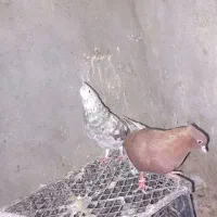 کبوتر .دم سفید