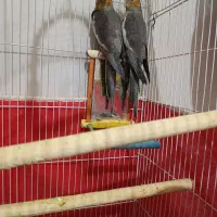 پرنده عروس هلندی نر ماده