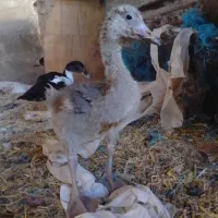 نیمچه
