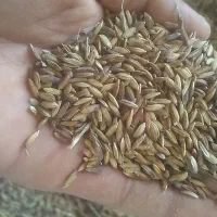 دریسیه|خدمات باغبانی و درختکاری|شادگان, |دیوار