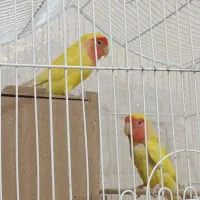 کوتوله برزیلی جفت مولد