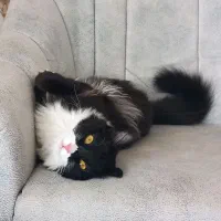 گربه DLH ماده