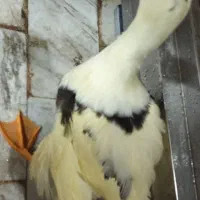 اردک فروشی