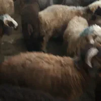 فروش ۲۰۰راس بره نره پا پروار