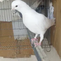 یک سفید نر معاوضه با دو کتی نر
