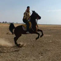 مادیان