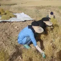 کارگر خانم برای کار کشاورزی