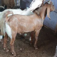 کهره نر خورموج