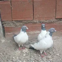 سه عدد کبوتر گوباش