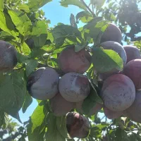 اجاره آلو کالیفرنیا