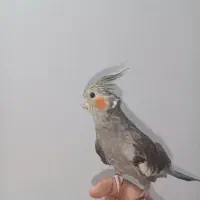 عروس هلندی سخنگو