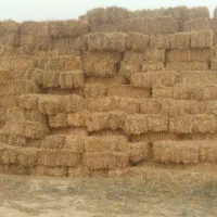 پرس گندم