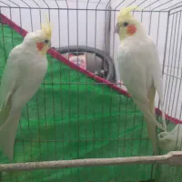 عروس هلندی