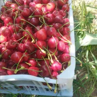 خواهان اجاره باغ کیلاس و البالو