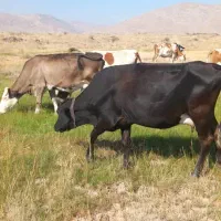 کارگر گاو چران(چوپان)