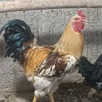خروس محلی درشت