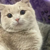 واگذاری گربه اسکاتیش ماده آماده جفت