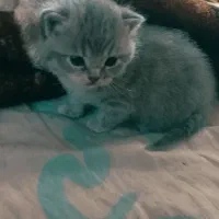 گربه ماده اسکاتیش سلور