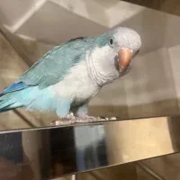 طوطی راهب نر بالغ سخنگو بسیار باهوش